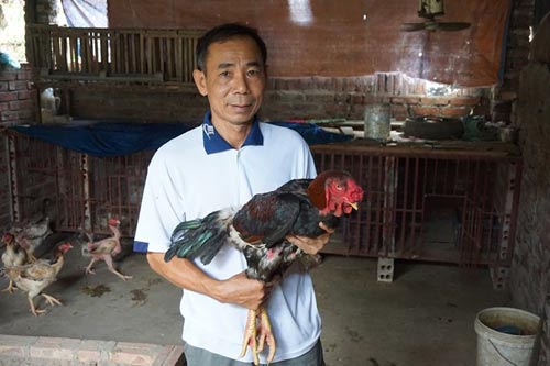 3 triệu đồng/con gà tiến vua, muốn mua phải chờ đến Tết - 3