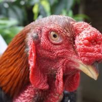 Thị trường - Tiêu dùng - 3 triệu đồng/con gà tiến vua, muốn mua phải chờ đến Tết