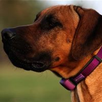 Phi thường - kỳ quặc - Vòng cổ giúp nói hộ lòng... chó