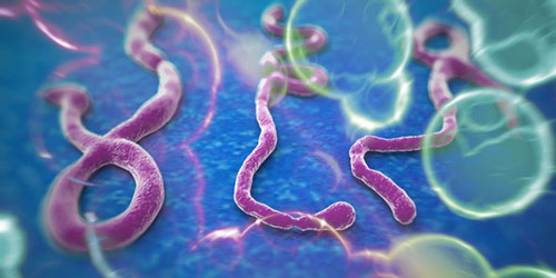 Virus Ebola nguy hiểm hơn HIV/AIDS? - 1