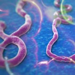 Tin tức trong ngày - Bộ Y tế bác tin virus Ebola lan sang châu Á