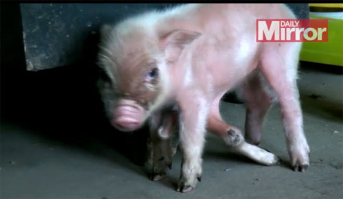 Video: Chú lợn có 8 chân khác thường - 1