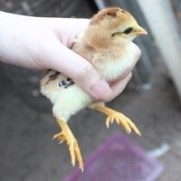 Thị trường - Tiêu dùng - Gà chín cựa 'bóc trứng' nuôi thịt Tết cháy hàng