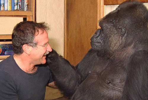 Khỉ đột cái “khóc” khi biết tin Robin Williams qua đời - 1
