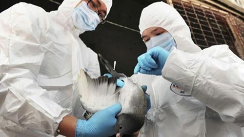 Việt Nam xuất hiện virus cúm A/H5N6 - 1