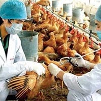 Sức khỏe đời sống - Việt Nam xuất hiện virus cúm A/H5N6