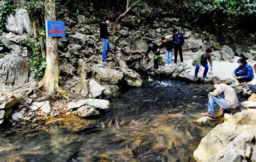 Huyền bí suối cá thần Cẩm Lương - 1