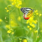 Thơ vui: Vợ ơi vợ à, mình về quê sống đi em