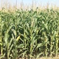 Thị trường - Tiêu dùng - Việt Nam “mở cửa” cho ngô biến đổi gen