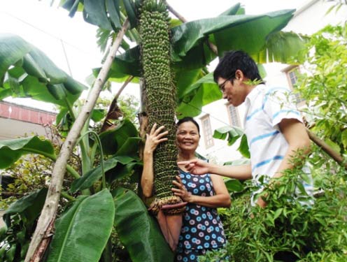 Quảng Bình: Kỳ lạ buồng chuối 202 nải, “đẻ” 2 nải mỗi ngày - 2