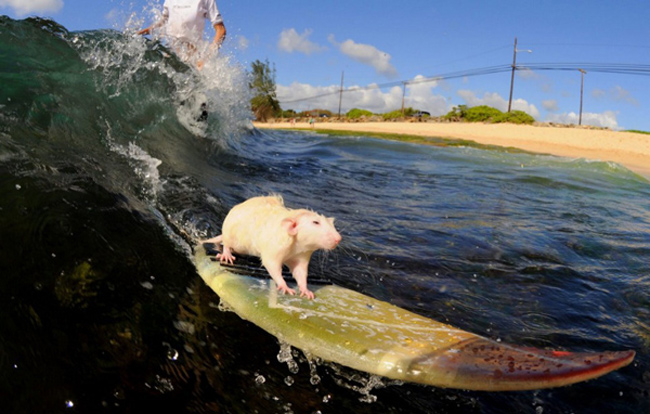 Ban đầu, chàng thanh niên Boomer Hodel vùng Hawaii định đưa chú chuột bạch Tofu xuống biển để tắm rửa. Nhưng khi nhìn thấy thú cưng của mình có vẻ thích thú khi tiếp xúc với những đợt sóng nước, cậu đã nảy ra ý định cho chuột bạch lướt ván thành bộ môn chơi thể thao mỗi tuần. Sau một thời gian ngắn huấn luyện, chú chuột Tofu đã có thể tự lướt ván điệu nghệ.
