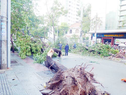 Cây đè chết người giữa Sài Gòn: Họa trên trời rơi xuống - 4