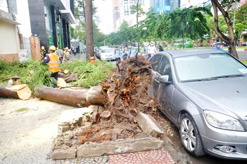 Cây đè chết người giữa Sài Gòn: Họa trên trời rơi xuống - 8