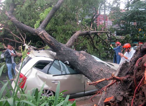 Cây đè chết người giữa Sài Gòn: Họa trên trời rơi xuống - 2