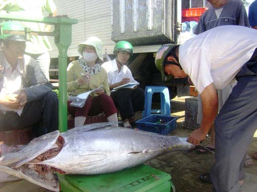 Cám cảnh cá ngừ Phú Yên - 1