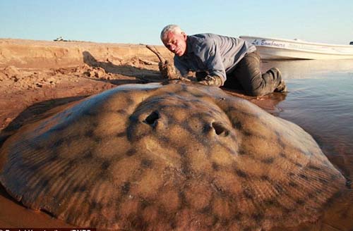 10 "quái vật đại dương" gieo rắc nỗi sợ hãi - 2