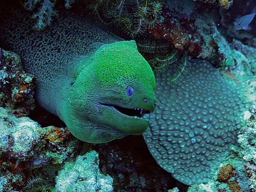 10 "quái vật đại dương" gieo rắc nỗi sợ hãi - 7