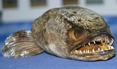 10 "quái vật đại dương" gieo rắc nỗi sợ hãi - 9