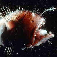 Phi thường - kỳ quặc - 10 "quái vật đại dương" gieo rắc nỗi sợ hãi