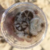 Tin tức trong ngày - Cầu gai "lạ" lần đầu tiên xuất hiện tại biển Nha Trang