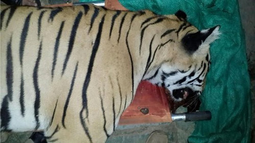 Ấn Độ: Bắn chết con hổ ăn thịt 7 người - 1