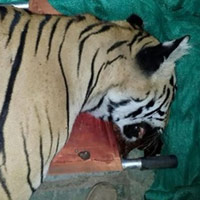 Tin tức trong ngày - Ấn Độ: Bắn chết con hổ ăn thịt 7 người