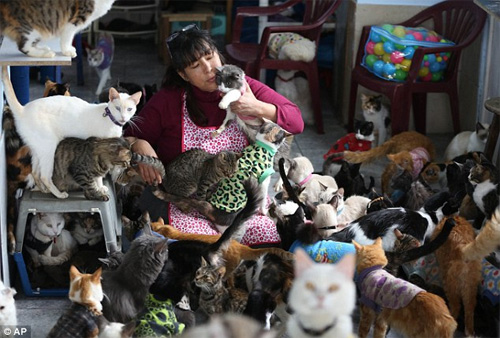 "Mẹ" của 175 con mèo bị bệnh bạch cầu - 1