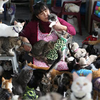 Bạn trẻ - Cuộc sống - "Mẹ" của 175 con mèo bị bệnh bạch cầu