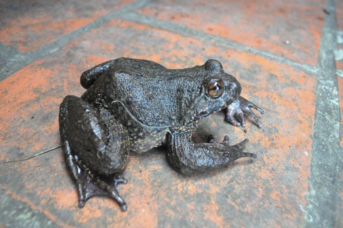 Săn “ếch đại gia” ở vùng Thánh địa Mẫu Sơn - 1