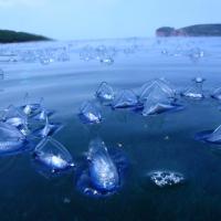 Tin tức trong ngày - Hàng ngàn sinh vật lạ "tấn công" bờ biển nước Mỹ