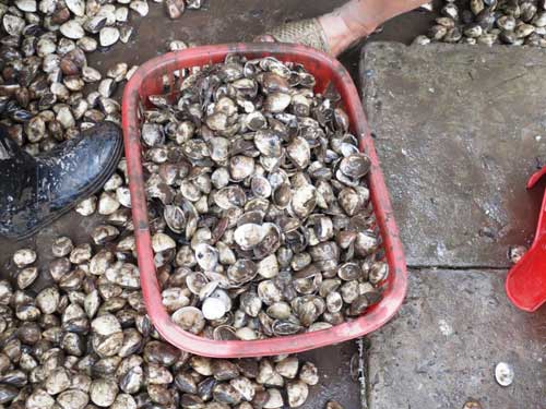 Hàng trăm hộ dân trắng tay vì ngao chết hàng loạt - 5