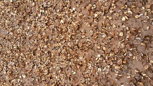 Hàng trăm hộ dân trắng tay vì ngao chết hàng loạt - 6