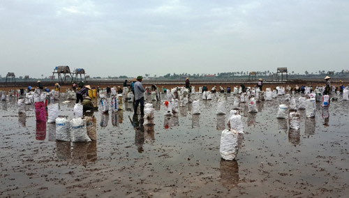 Hàng trăm hộ dân trắng tay vì ngao chết hàng loạt - 4