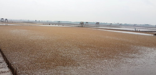 Hàng trăm hộ dân trắng tay vì ngao chết hàng loạt - 3