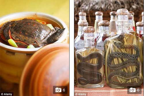 Kinh hoàng với món ếch “tươi” của nhà hàng Nhật Bản - 6