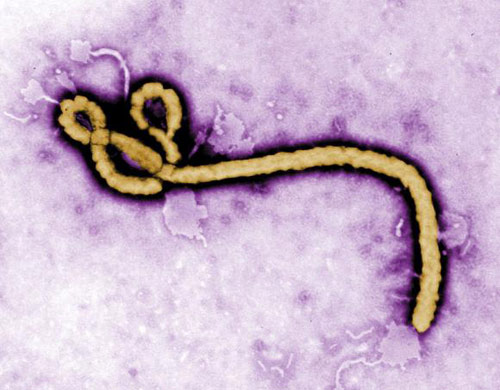 Liberia thất bại ngăn ngừa virus Ebola lây lan - 1