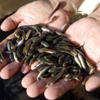 Thị trường - Tiêu dùng - Cá lóc bằng chiếc đũa giá hơn 400 đồng/con đắt hàng