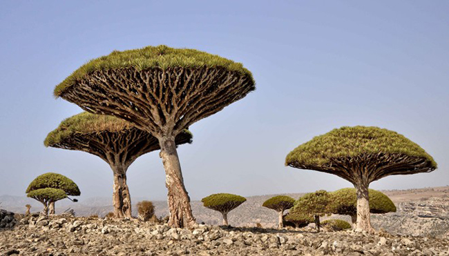25. Socotra, Yemen:&nbsp;Được mệnh danh là địa điểm của người ngoài hành tinh bởi sự hoang sơ của nó, Socotra được hình thành từ 4 hoang đảo. Nơi đây có sức sống thực vật rất phong phú với hàng nghìn chủng cây cỏ và các động vật lớn bé độc đáo. Hiếm có nhất là cây dưa chuột có quả to như thùng bia, hay cây máu rồng cho nhựa cây đỏ như máu. Mặc dù gần với châu Phi hơn là bán đảo Arab, Socotra lại thuộc chủ quyền Yemen, và nước này gần như gìn giữ đảo cho riêng mình, rất ít mở cửa cho du khách.
