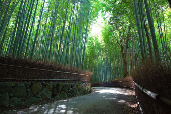 30. Sagano Bamboo Forest, Nhật Bản:&nbsp;Rừng tre Sagano nằm tại quận Arashiyama, thuộc vùng ngoại ô phía tây Kyoto. Sagano có từ thế kỷ 8 với diện tích 16 km vuông. Trong rừng là bạt ngàn những cây tre cao vút đứng san sát nhau. Đến mùa thu, khi thân cây chuyển sang màu cam đỏ, cả khu rừng rực rỡ dưới ánh mặt trời. Không chỉ là thắng cảnh tự nhiên đẹp bậc nhất Nhật Bản, rừng Sagano còn thu hút khách du lịch bởi âm thanh độc đáo được tạo ra khi gió thổi qua tán lá hay luồn giữa các thân tre. Thứ âm thanh này thuộc danh sách 100 âm thanh cần được bảo tồn tại Nhật Bản.
