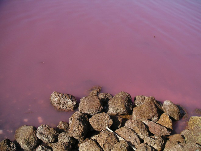 31. Hồ Retba, Senegal:&nbsp;Hồ Retba nằm cách thủ đô Dakar của Senegal 35km về phía Đông Bắc, điểm khác biệt và nổi bật của Retba chính là ở màu sắc lạ thường, độc đáo của mình. Nhiều chuyên gia nghiên cứu cho rằng: màu hồng như sữa dâu tây của hồ Retba được tạo ra từ các sinh vật mang tên Dunaliella Salina sống nhờ hàm lượng muối cao trong hồ. Chúng có màu đỏ và vào ban ngày khi hấp thụ ánh sáng mặt trời các sinh vật này khiến nước có màu hồng đặc biệt.
