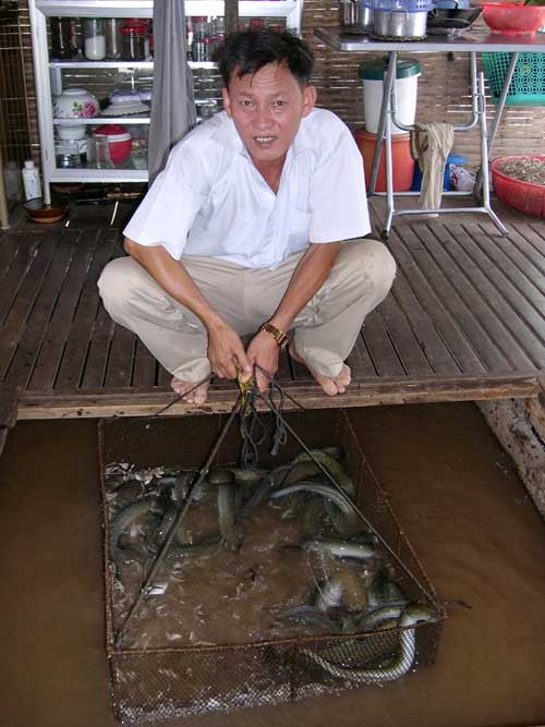 Thu lãi lớn nhờ nuôi cá đặc sản ở miền Tây - 1
