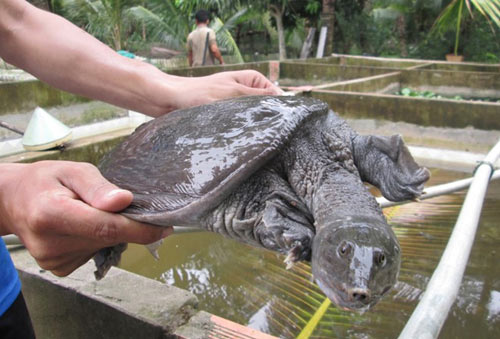 Thu lãi lớn nhờ nuôi cá đặc sản ở miền Tây - 8