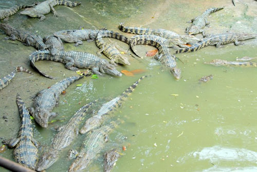 Thu lãi lớn nhờ nuôi cá đặc sản ở miền Tây - 9