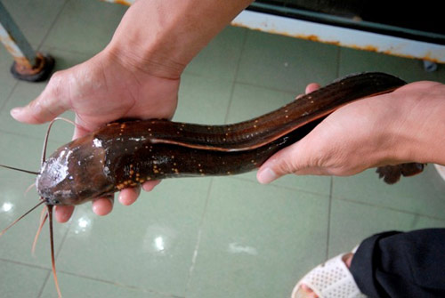 Thu lãi lớn nhờ nuôi cá đặc sản ở miền Tây - 5