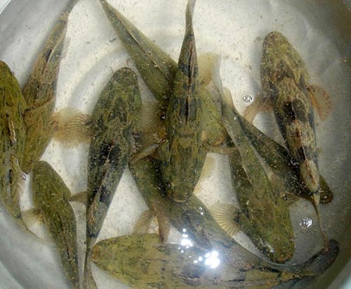 Thu lãi lớn nhờ nuôi cá đặc sản ở miền Tây - 7