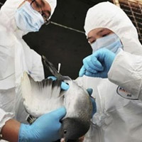 Tin tức trong ngày - Phát hiện chủng virus cúm có độc lực cao tại Lào Cai