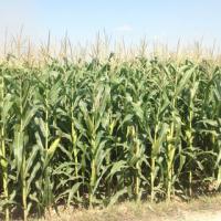 Thị trường - Tiêu dùng - Bắp biến đổi gien được công nhận