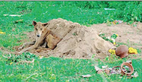 Ấn Độ: Chú chó nhịn ăn, canh mộ chủ suốt 2 tuần - 1