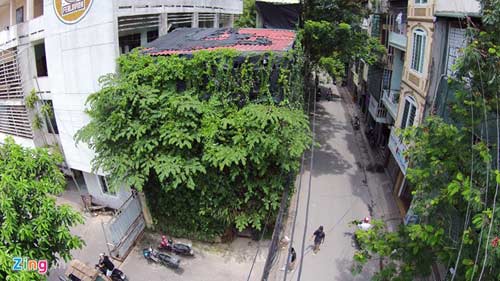 Người Hà Nội chi 1,5 tỷ đồng phủ cây xanh kín nhà - 1