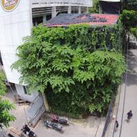Thị trường - Tiêu dùng - Người Hà Nội chi 1,5 tỷ đồng phủ cây xanh kín nhà